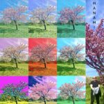 Mark J Soler’s “Hanami”: A Meditative Ode to the Beauty of Fleeting Moments