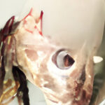 Fish-Head da Solista Embraces Imperfection on “Lo spreco, il peccato, la perdita”